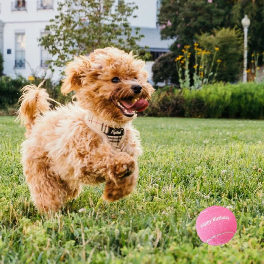 Happy Birthday Tennis Balls - Pink